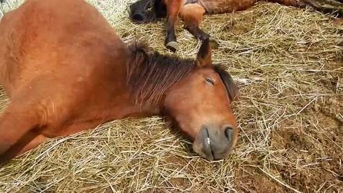 马为什么可以站着睡觉,它们不累吗