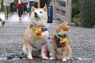 这只日本柴犬不仅环游了整个日本,还吸引了无数粉丝,简直就是一个大写的狗生赢家啊 