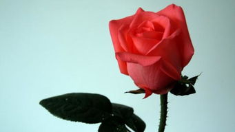 带刺的玫瑰下一句怎么说,今日说法20131014《带刺的玫瑰》观后感，速度了？
