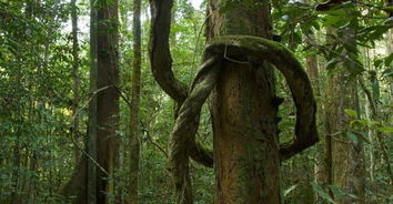 热带雨林的植物有哪些,亚马逊雨林特有的植物？