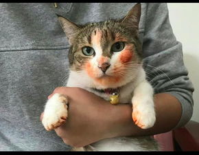 猫偷吃了龙虾,结果脸都被染成红颜色了 猫 只是涂个腮红而已