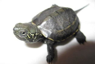 草龟怎么养成墨龟 金线草龟和墨龟哪个好