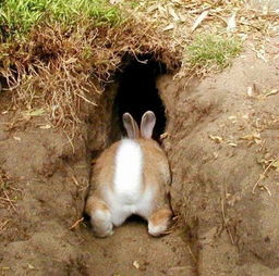 你仔细看过兔子的小PP吗,真是萌死了 