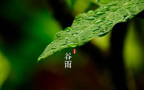 节气物语丨谷雨即至,不负韶光