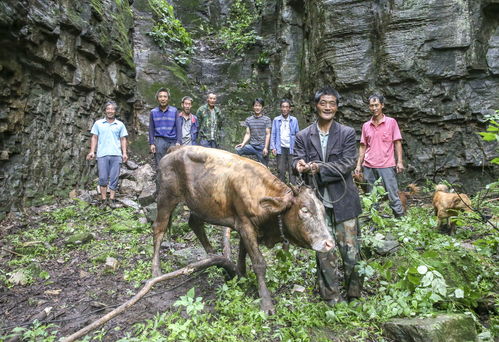 暴雨中黄牛掉下悬崖,8名农民抢救方法巧妙,上拖不行往下拉