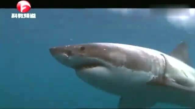 大白鲨捕食南非海狗,纵身一跃,展开血盆大口一口咬住海狗 