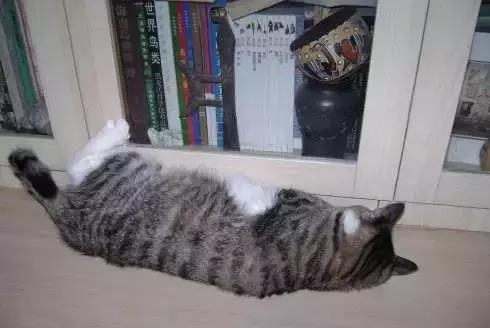 猫咪的各种睡姿都代表了什么
