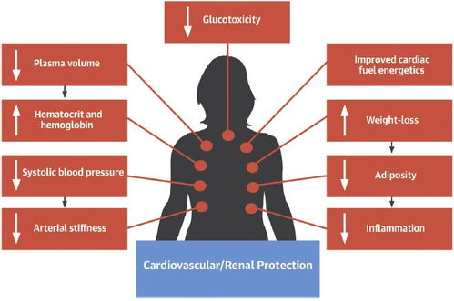 JACC综述 从床旁到实验室 SGLT2抑制剂心肾保护作用的机制