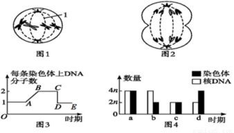 将与生物学有关的内容依次填入图各框中.其中包含关系错误的是 框号选项12345A真核细胞细胞质细胞质基质细胞器有膜结构无膜结构B光合作用光反应暗反应碳的固定碳的还原 