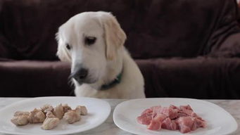 狗吃生肉好还是熟肉好 
