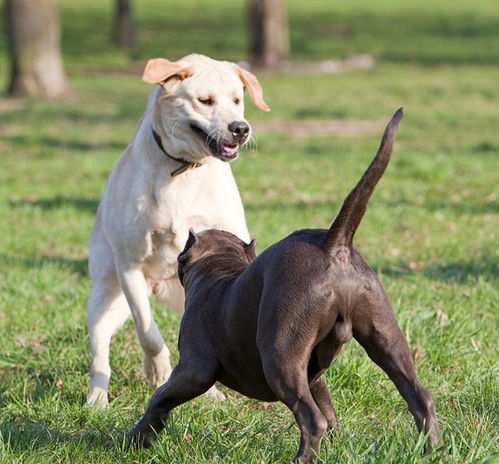 狗狗摇尾巴也会受伤 6种常见的狗狗尾巴问题,主人要学会避免