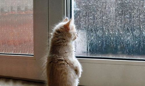 猫咪为什么喜欢看窗外,是想要出去吗 背后是有原因的