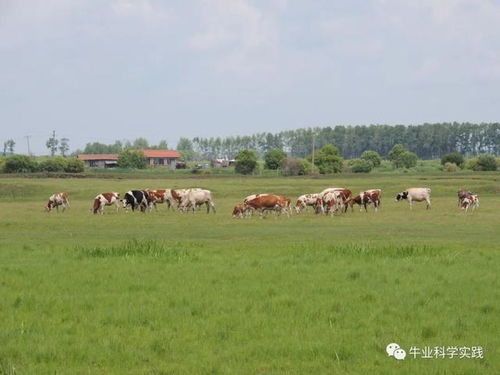 中国肉牛产业实践经典语录