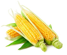 排名第一的玉米品种,昊棒311玉米种对比隆喜109？