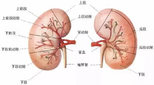 肝怕堵 心怕累 脾怕冷究竟该怎么养五脏