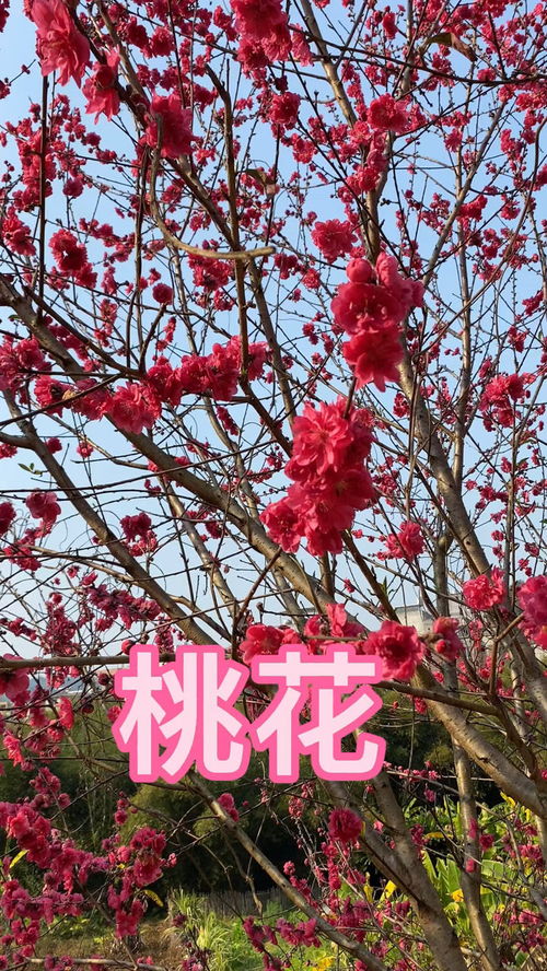 桃花开满树 