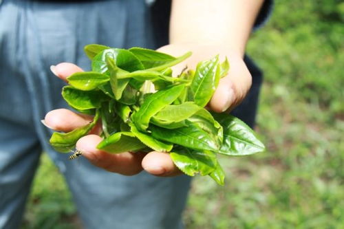 归心斋 什么是古茶树 你知道古茶树背后的树龄之谜吗