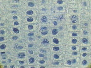 根尖细胞四个区的图 搜狗图片搜索
