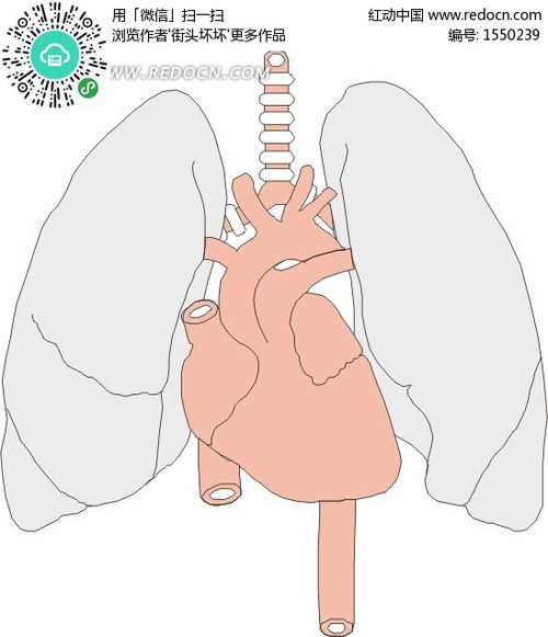 心脏和肺部的解剖手绘 信息图文欣赏 信息村 K0w0m Com