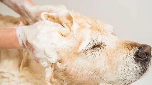兽医提醒 这7种情况的狗子,不能洗澡,可能有 危险