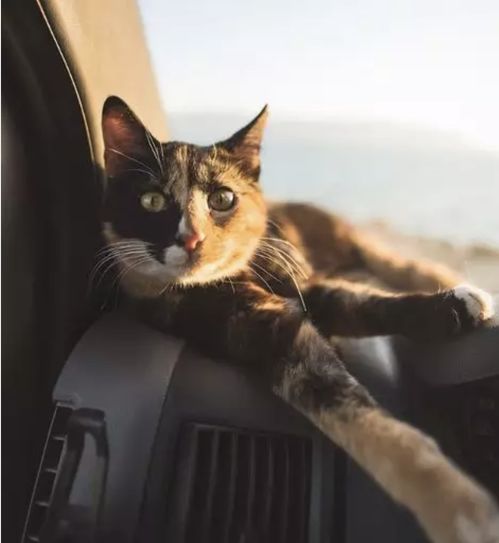 不仅碰瓷,还想白嫖 主动跳上车的猫咪能有啥坏心思呢