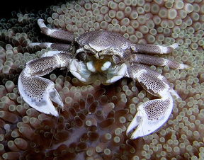 豆瓣日记 吃螃蟹之感 螃蟹其实是肚子缩小的虾