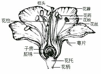 花的雌蕊和雄蕊结构图 信息图文欣赏 信息村 K0w0m Com