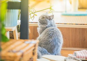 宠物猫的商业化,受争议的猫咪咖啡馆 
