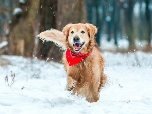 想让狗狗冬天过得好,这十件事情不能少,保暖才是最主要