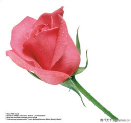 玫瑰0094 玫瑰图 装饰小品图库 花朵 花梗 花萼 
