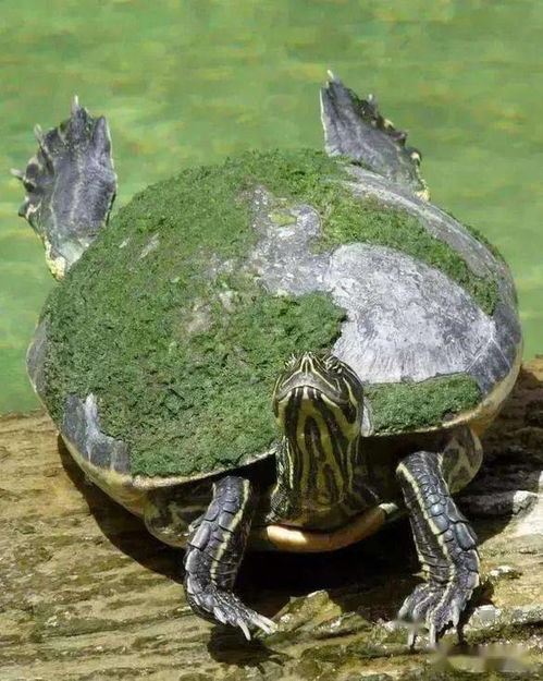 巴西龟能活多久,一只巴西龟能活多久