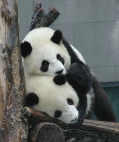 熊猫母子染病去世熊猫一般可以活多久 
