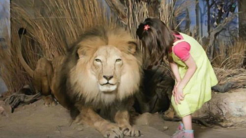 女孩亲了一下狮子,接下来狮子的举动让人哭笑不得,镜头拍下全过程 