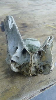 我在深山里捡了一个动物头骨,请问是什么动物的头骨 