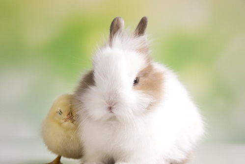 有一种萌,叫做兔萌,兔子天然很萌还喜欢让身边的一切变得萌