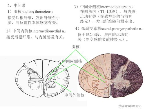 人体解剖学神经系统ppt(人体解剖生理学神经系统ppt)