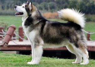 阿拉斯加雪橇犬 最古老的极地雪橇犬之一 搜狗百科 