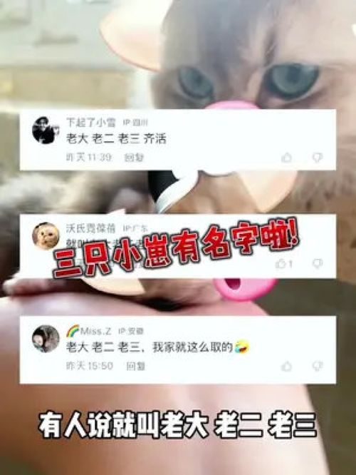 金豆豆们有名字啦 你们看我挑的名字咋样 你们家小喵都叫什么名字啊 给小猫起名有多难 