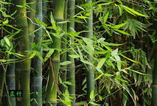 竹种子如何种植？
