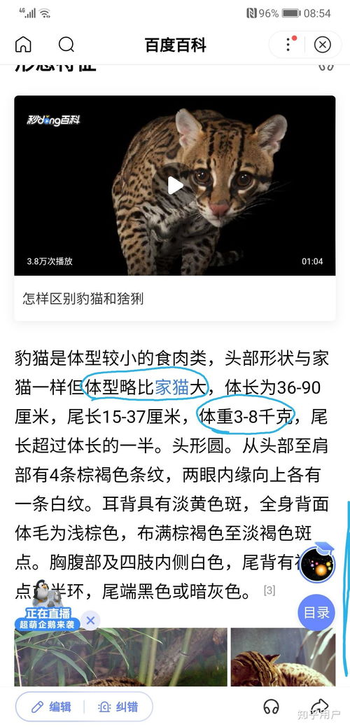 为什么大家这么讨厌爱猫人士 