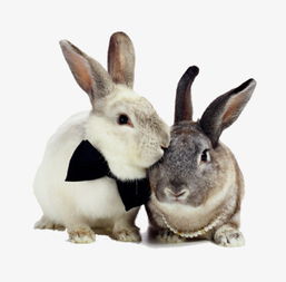 两只兔子素材图片免费下载 高清产品实物png 千库网 图片编号5404642 