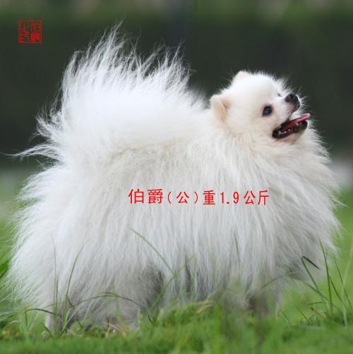 一种白色的长毛大狗图片 