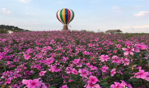 太湖花海主题度假乐园门票预订 