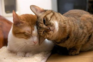 爱猫得了口腔炎怎么办怎么预防家猫得口腔炎