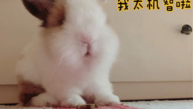 蔬菜挑战 兔兔最喜欢吃的竟然是香菜