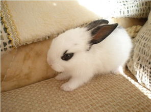 兔子的耳朵耳螨不洗能自愈吗,兔子耳螨不理能不能自己好