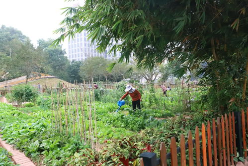 城市偏僻角落摇变美丽街角菜园 任世间纷繁复杂,来这里独看云卷云舒