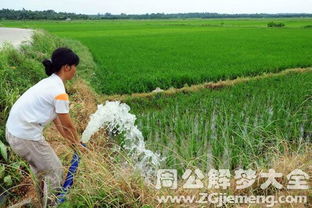 梦见灌溉田地是什么意思