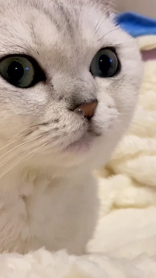 这么可爱的小萌猫,怎么会有这么大的鼻涕泡,像极了女朋友生气时的样子 