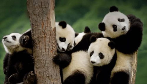 史上最稀有的三大血型,熊猫血压根上不了榜,最后一种全球仅一人